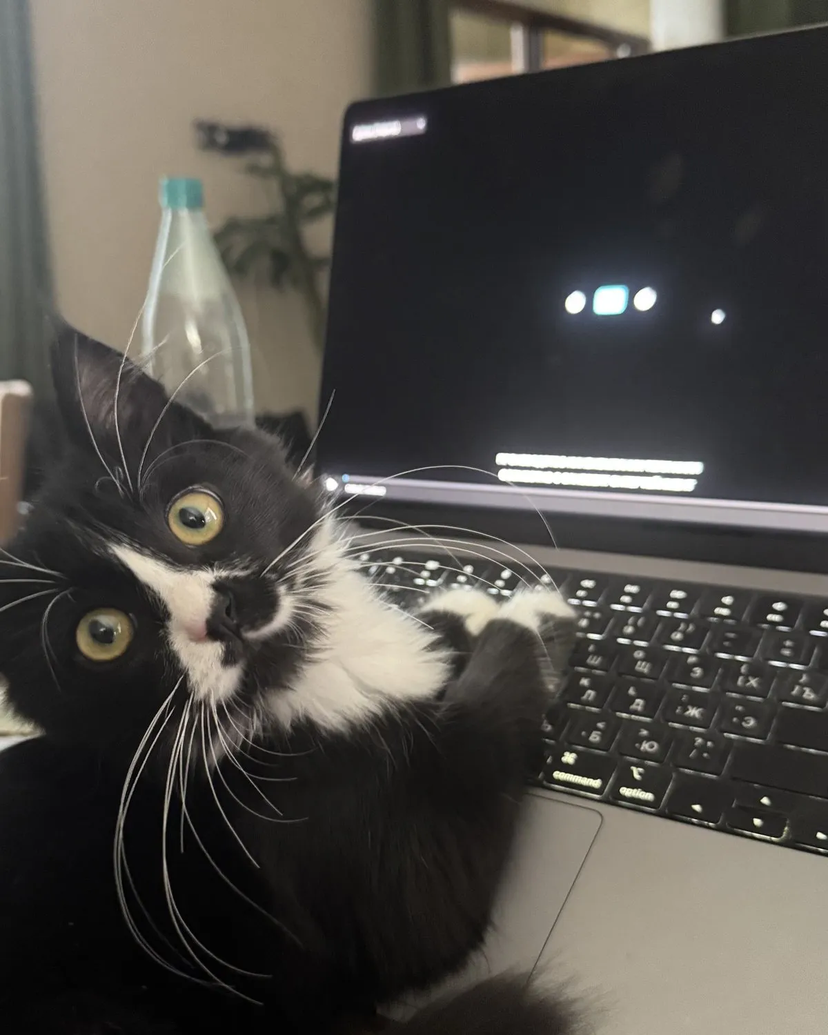 Un chat noir et blanc couché sur le clavier d’un ordinateur pendant un appel